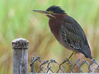 GreenHeron2.jpg