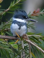 Kingfisher2.jpg