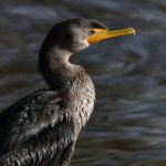 Cormorant4.jpg