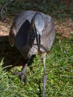 BlueHeron5.jpg