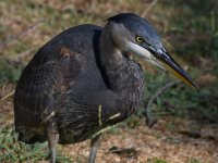 BlueHeron9.jpg