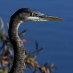 BlueHeron11.jpg