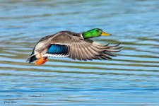 Mallard-600.jpg