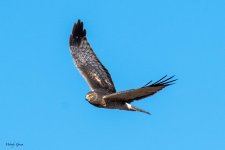 Harrier-600.jpg