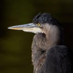 BlueHeron2.jpg