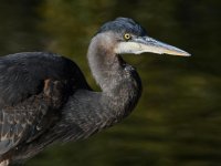 BlueHeron6.jpg