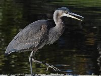 BlueHeron9.jpg