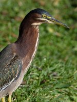 GreenHeron2.jpg