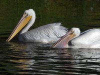 Pelican2.jpg