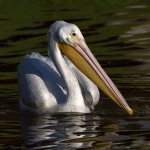 Pelican3.jpg