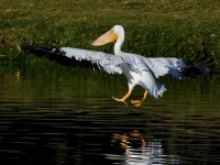 Pelican8.jpg