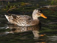 Mallard.jpg