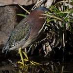 GreenHeron6.jpg