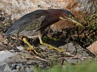 GreenHeron12.jpg