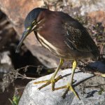 GreenHeron14.jpg