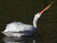 Pelican.jpg