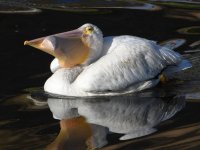 Pelican7.jpg