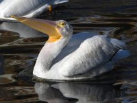 Pelican13.jpg