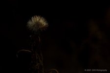 11-12-2020-cr__7503494-ON1.jpg