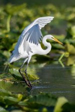 White Heron-1.jpg