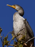 Cormorant2.jpg