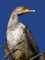 Cormorant3.jpg