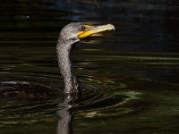 Cormorant6.jpg