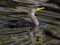 Cormorant8.jpg