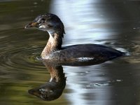 Grebe.jpg