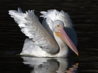 Pelican7.jpg