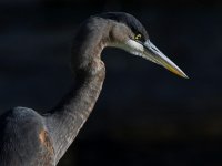 BlueHeron.jpg