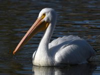 Pelikin4.jpg