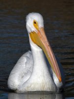 Pelikin5.jpg