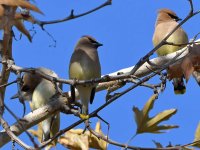 Waxwing.jpg