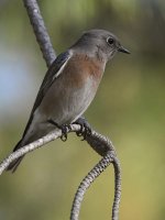 Bluebird.jpg