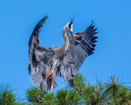 GBH Pine Nest Landing-1.jpg