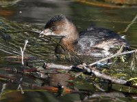 Grebe3.jpg