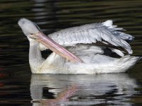 Pelican6.jpg