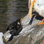 Cormorant.jpg Cormorant.jpg