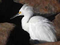 Egret.jpg