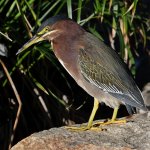 GreenHeron12.jpg