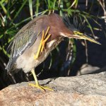 GreenHeron3.jpg