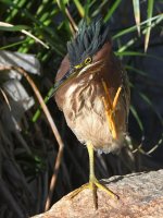 GreenHeron6.jpg