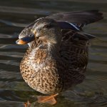 Mallard.jpg
