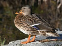 Mallard4.jpg