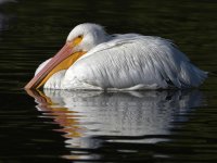 Pelican.jpg