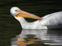 Pelican3.jpg