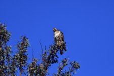 _ROY7386_00001.jpg