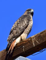 _ROY7656_00001.jpg