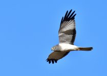 _ROY7705_00001.jpg
